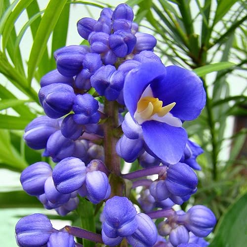 Miniatura 2 de Blue Hawaiian Ginger plant Root