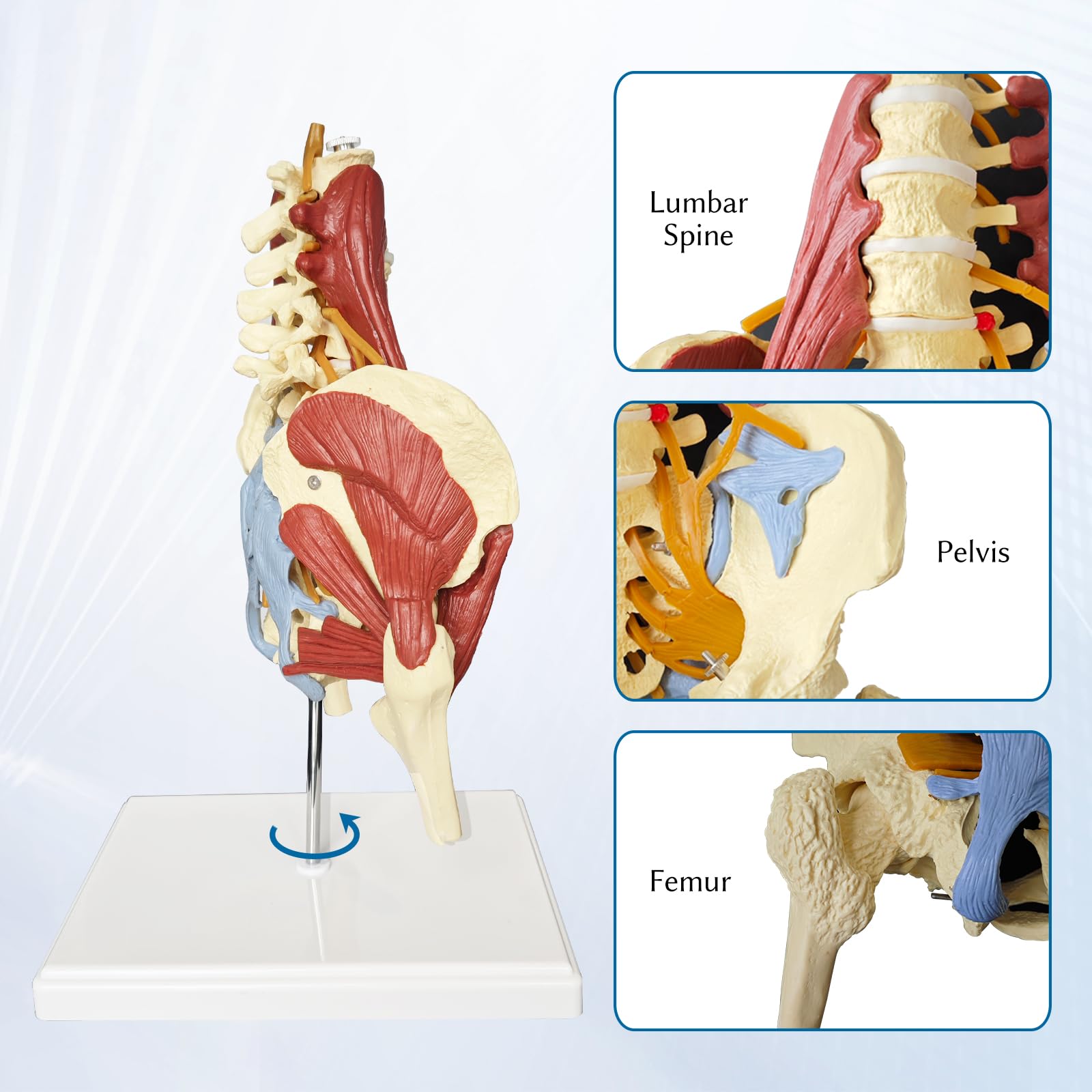 Human Lumbar Spine Bone Model Female Pelvis Model 1:1 Life Size Nerves Hip Joint Muscle Anatomy Model Removable Movable Femur Heads Product Manual Card for Medical Education Study product thumbnail 3