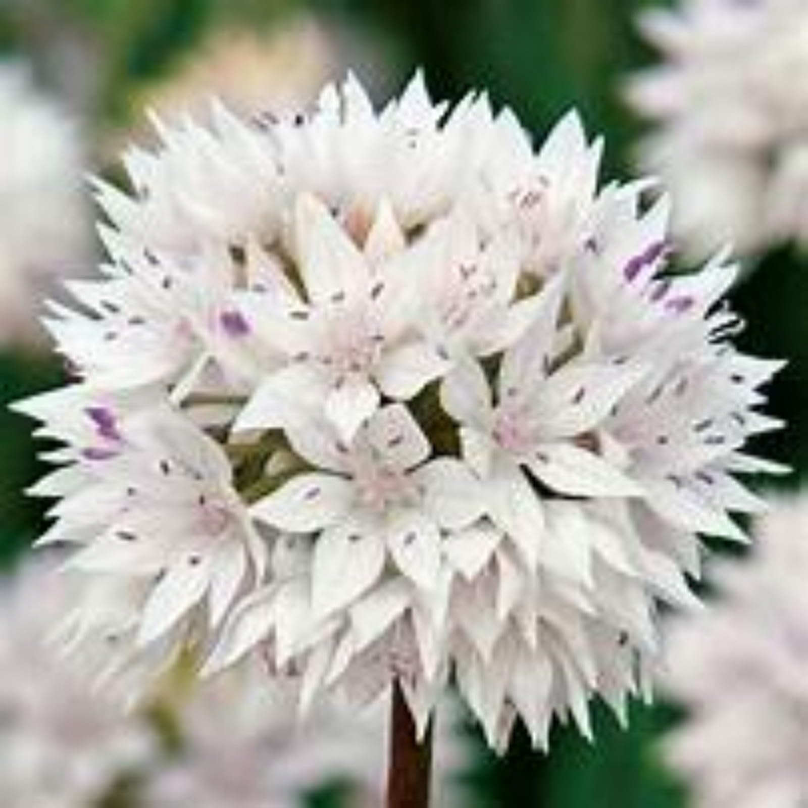 Stunning Allium Bulbs Mix for Planting Now UK/Cut Flowers/Good for Containers/Natural Organic/Greening Flower/Strong Plants That Grow Well/Wedding Flowers.-8bulbs-I โ image 1