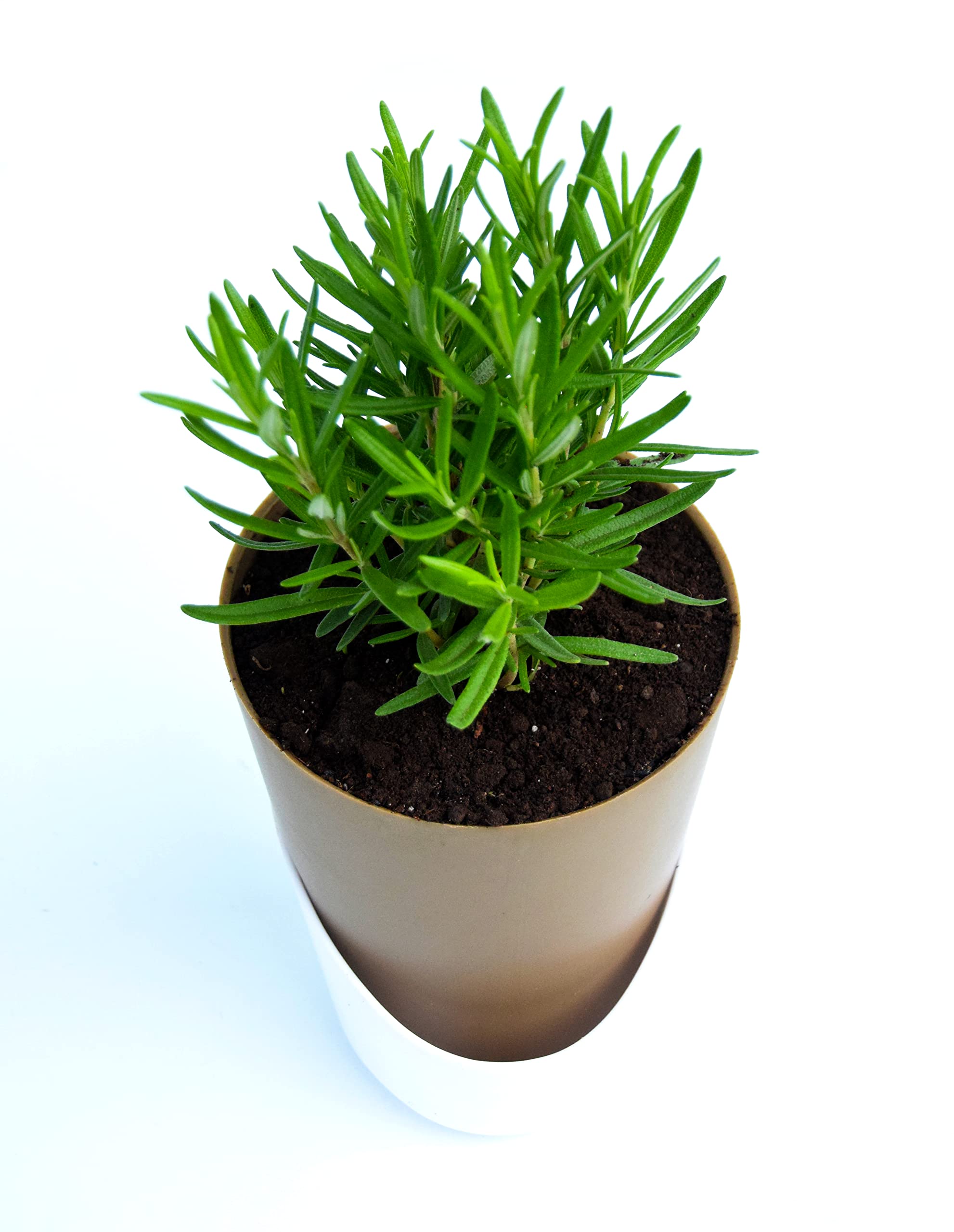 Veryhom Rosemary (Gulmehandi),Salvia Rosmarinus Herb Plant With Self Watering Pot 1