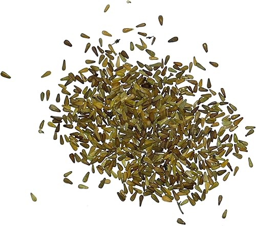 Miniatura 4 de Seed Needs Semillas de valeriana para plantar plantas de raíz apestosas, semillas de hierbas medicinales perennes sin OMG y sin tratar para plantar