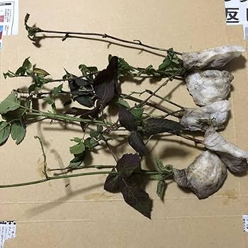 林田苺 いちご 【横田農園】 オリジナルブランドいちご 甘園房 9～15粒