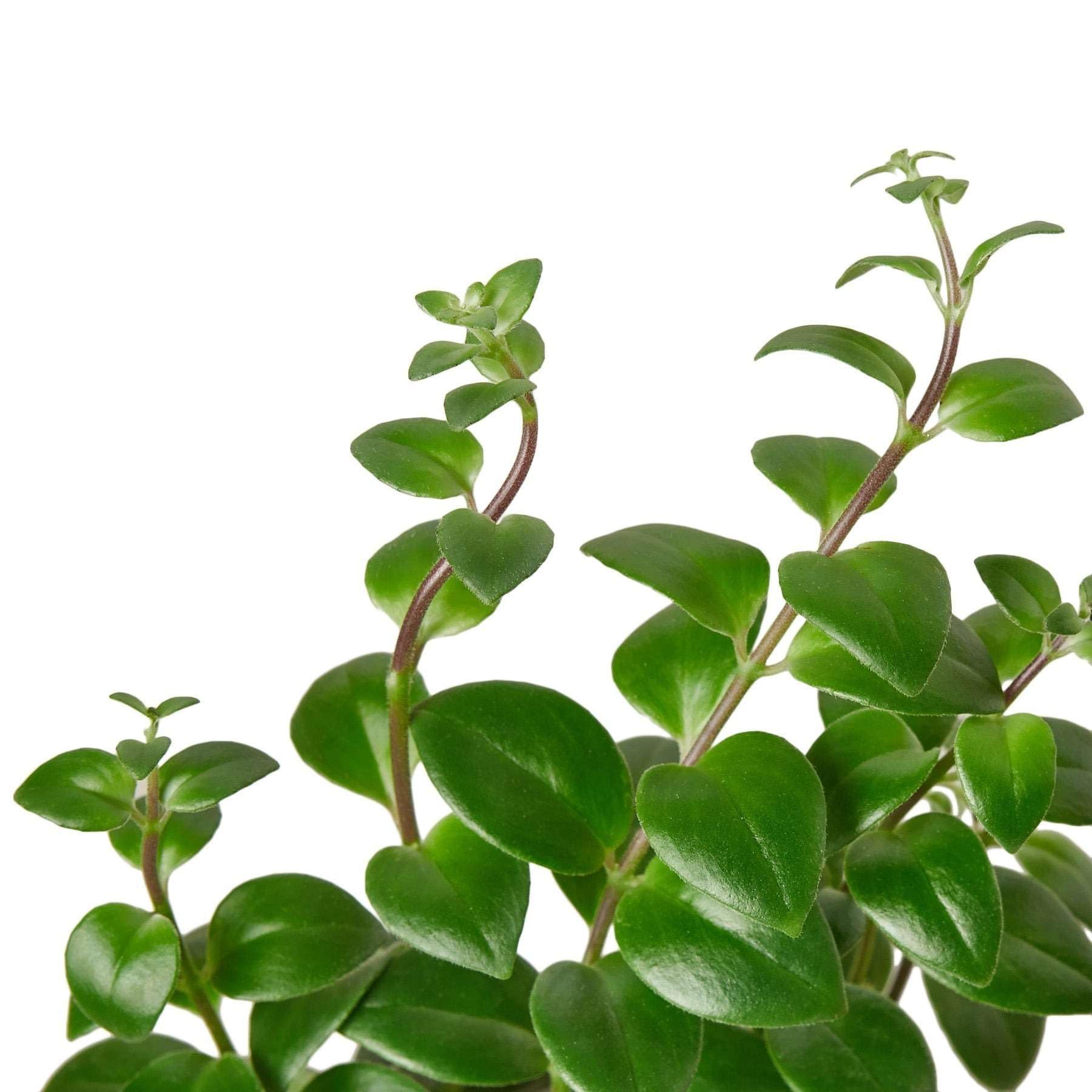 Thirsty Leaves Lipstick Plant