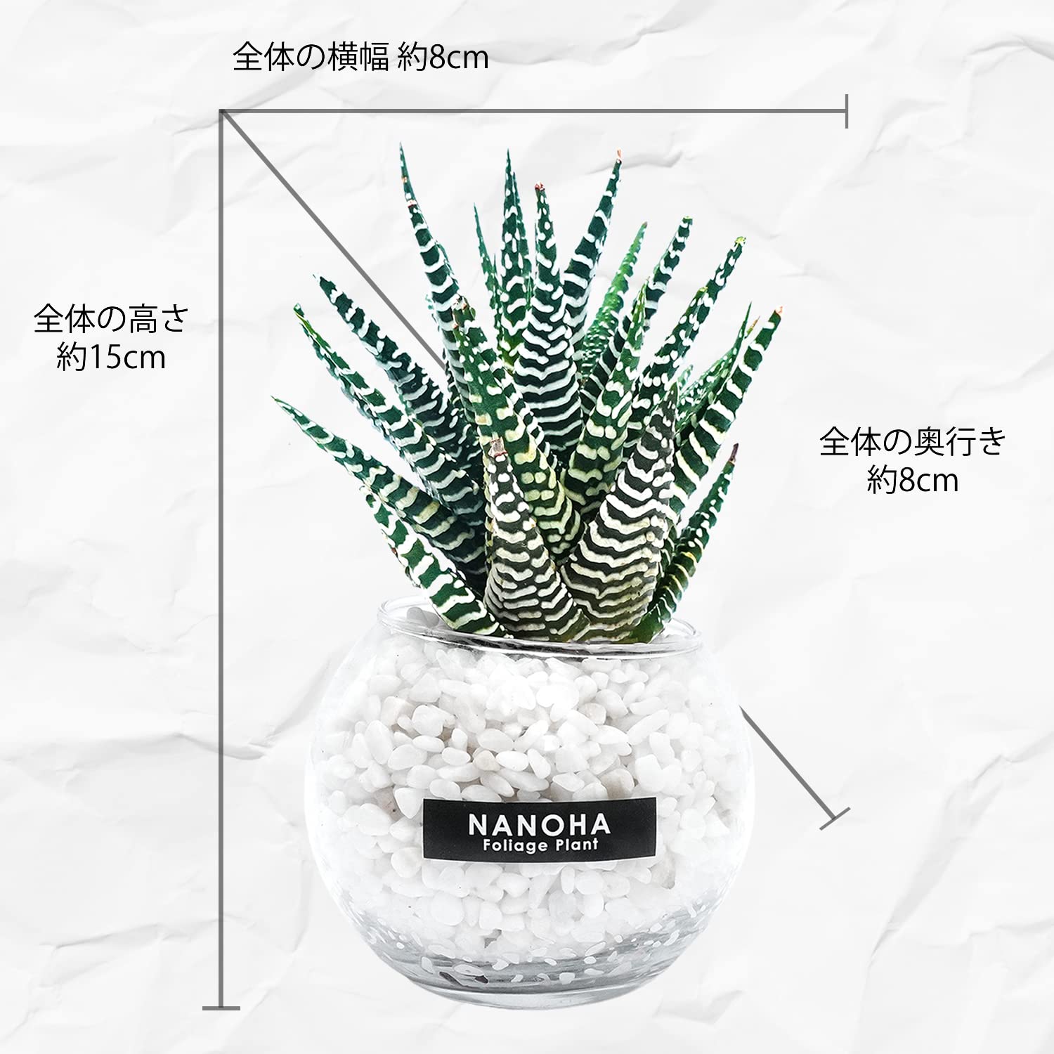 Amazon｜十二の巻 白砂利 土を使わず衛生的 多肉植物 観葉植物 本物