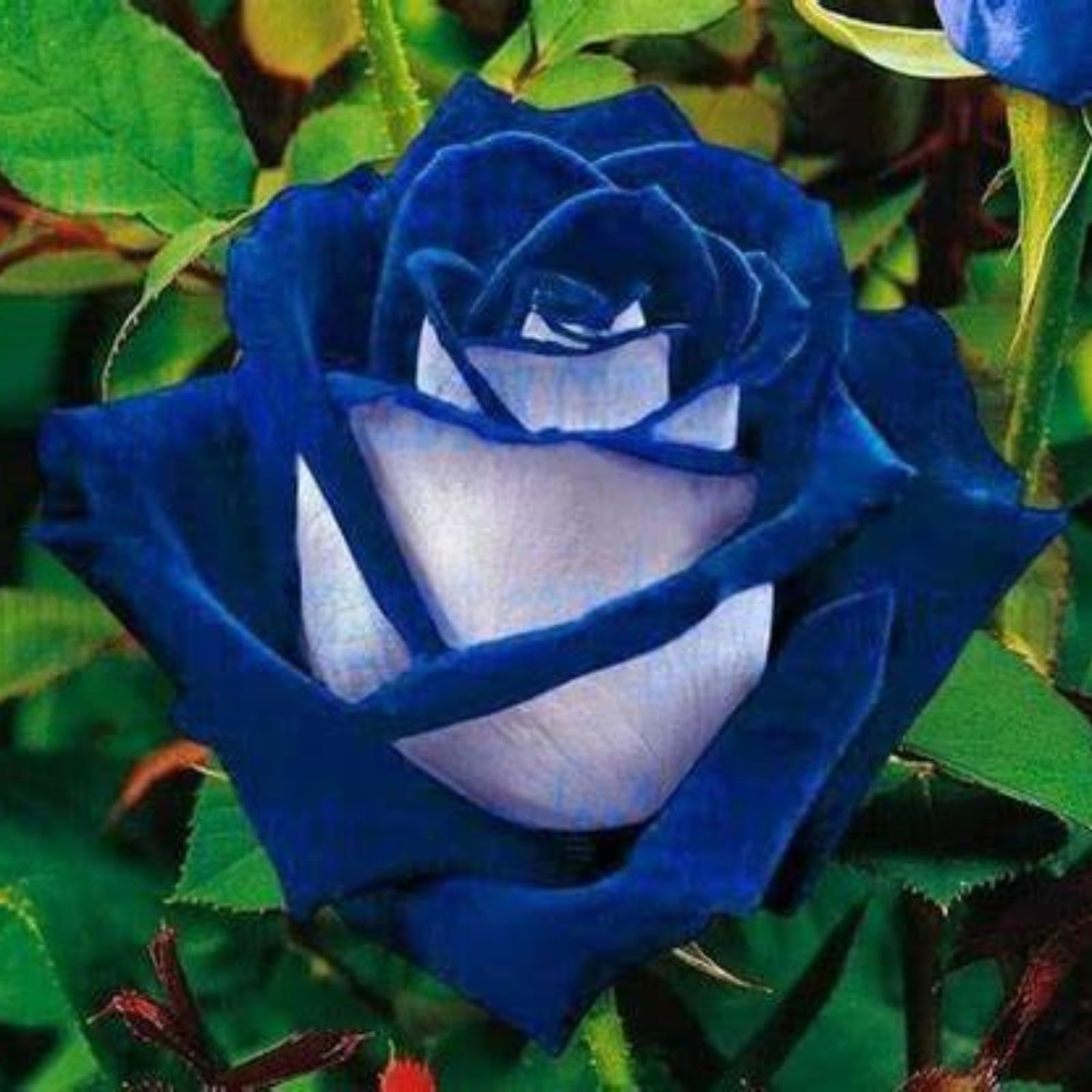 Vibrant Rose Bulbs for Planting Now UK Perennial Ornamental Greening Flower Display Natural Organic Good for Containers Cold-Resistant Rapid Growth Easy Planting Excellent-3bulbs-D