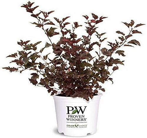 Ganadores probados - Physocarpus op. Vino de verano (Ninebark) Arbusto, follaje rojo, #3 - Contenedor de tamaño