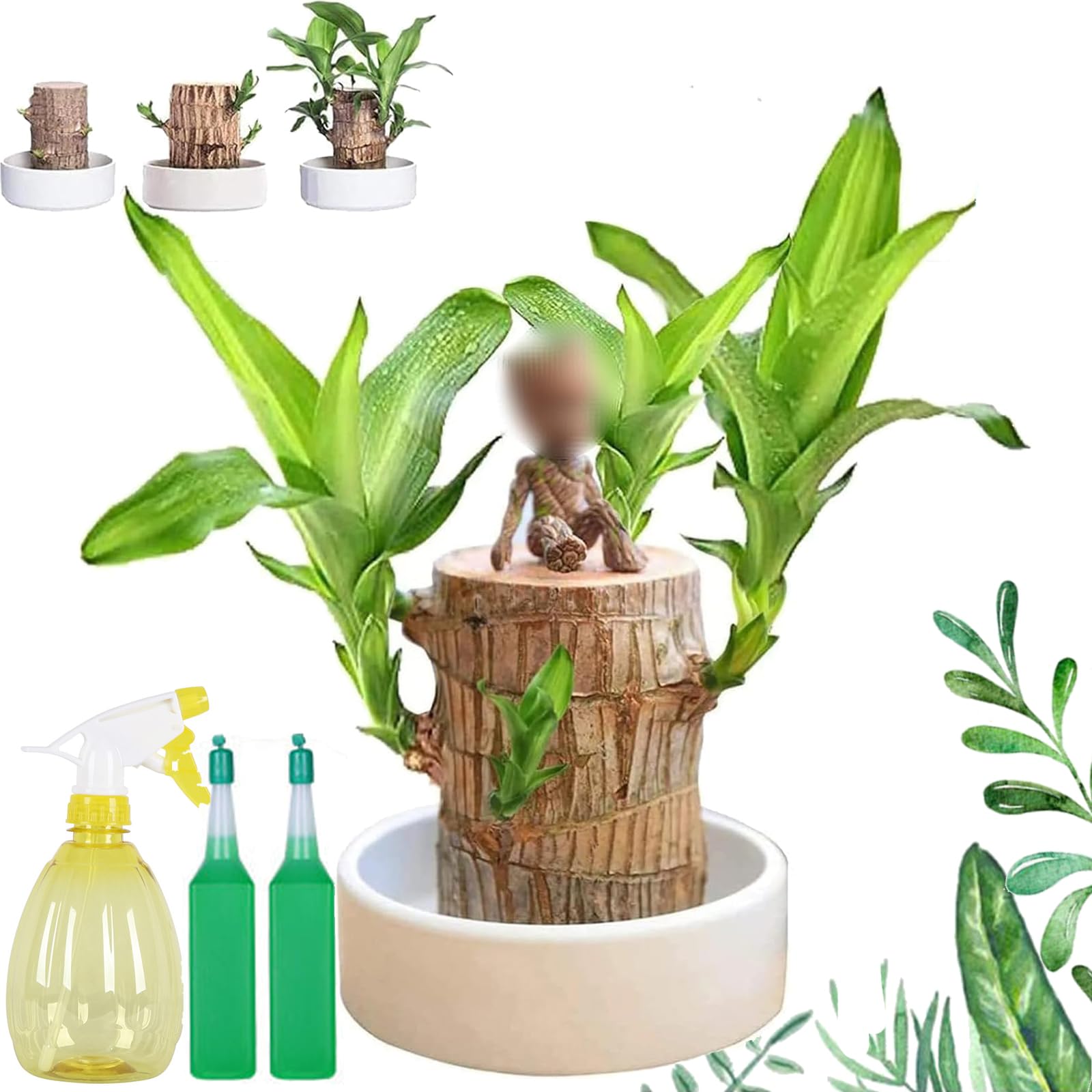 Brazilian Wood Plant, Lucky Bamboo Plant, Mini Air Purifying Plants Indoor, Hydroponic Potted Tree Stump Sprouting Natural Decoration, Easy to Maintenance (B-Porcelain Pot, 7-8cm)