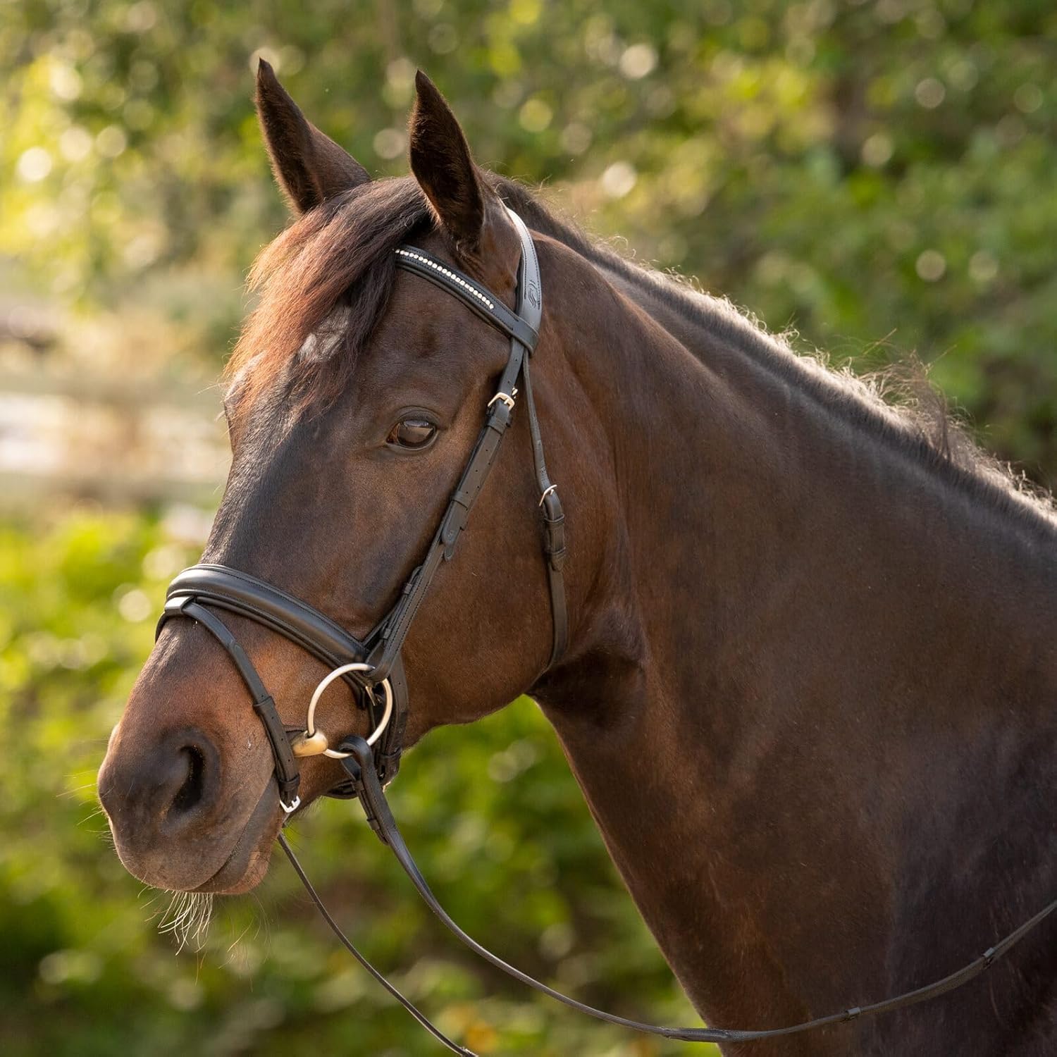 Equinavia Saga Dressage Padded Crank Noseband Bridle with Flash and Reins - Black - Horse