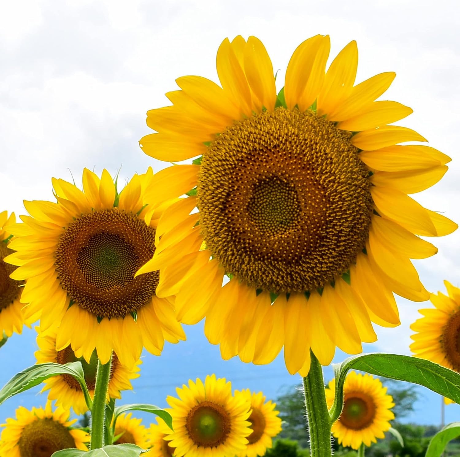 50+ Seeds- Large Mammoth Grey Stripe Sunflower Seeds for Planting (Helianthus annuus) These Giant Sun Flowers Attract Hummingbirds, Bees and Butterflies (Pollinators) (B0CHSF7BQ1) Amazon Price History, Amazon Price Tracker