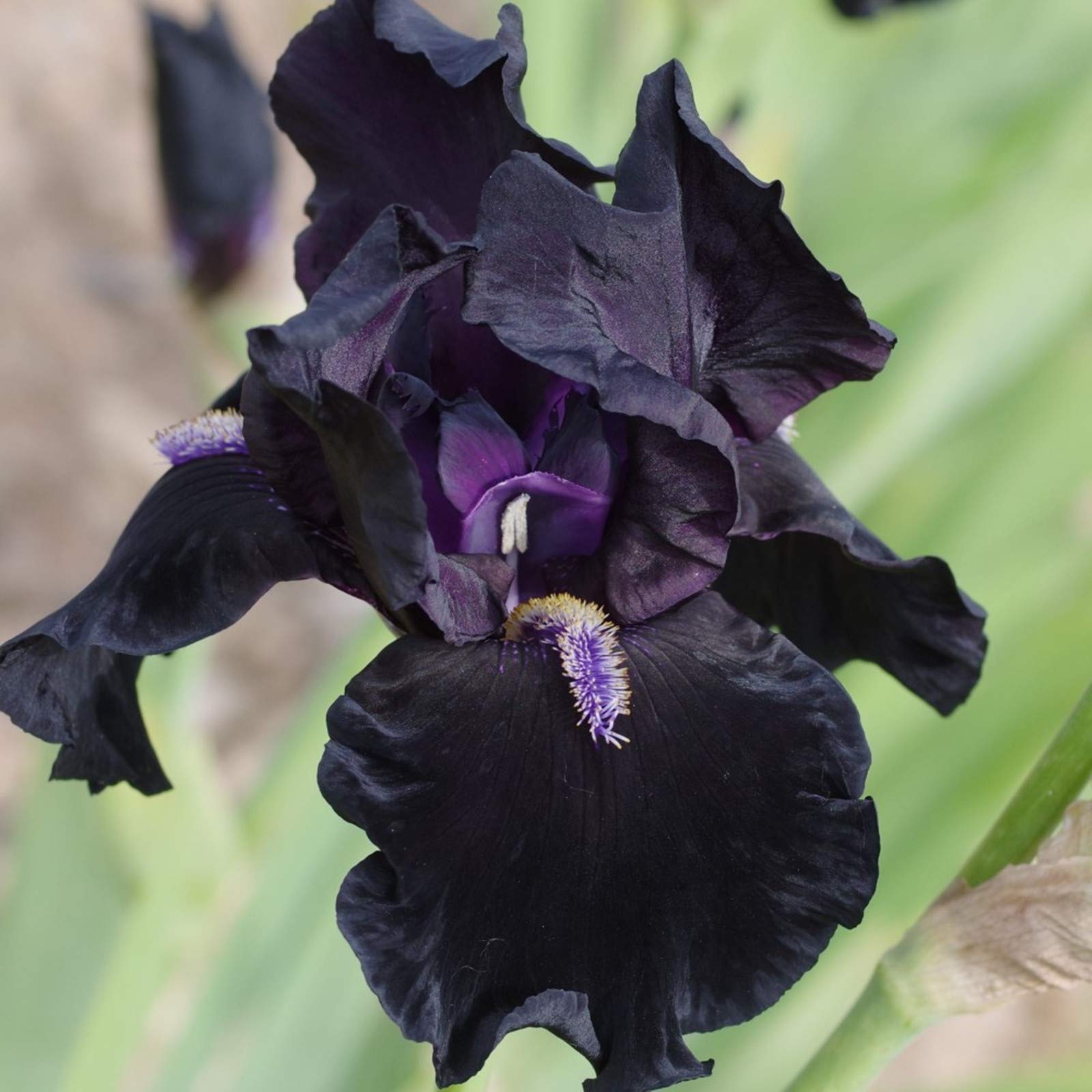 Hardy Perennial, Iris Bulbs, Greening Flower, Garden Flowers, Plant Bulbs, Wedding, Iris Bulbs for Planting Now UK, Natural Organic, 5bulb-g