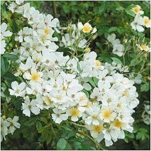pics Country Garden Roses Shrewsbury amazon co uk