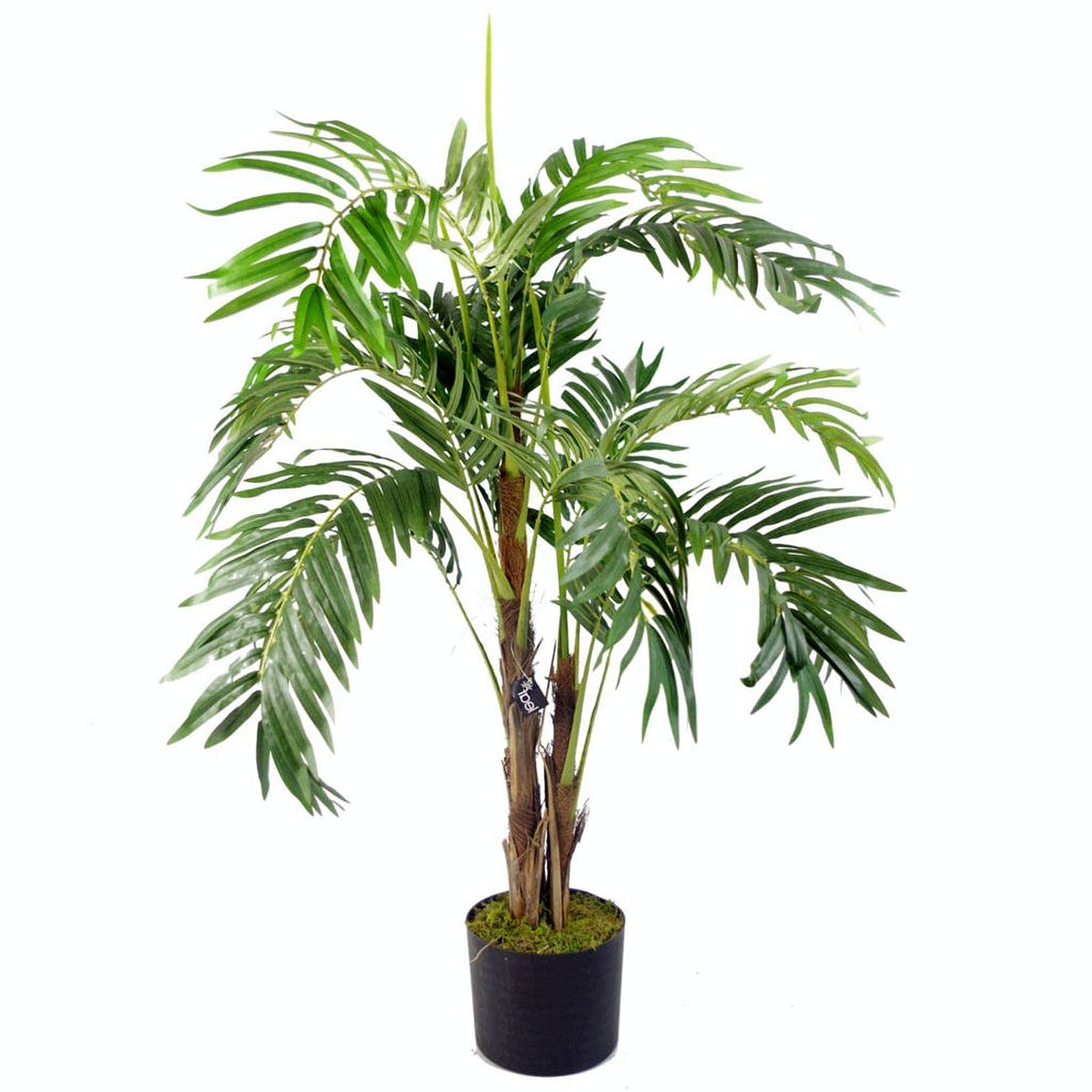 Leaf Palm 120Cm Palm Plants Areca Tree from B&Q