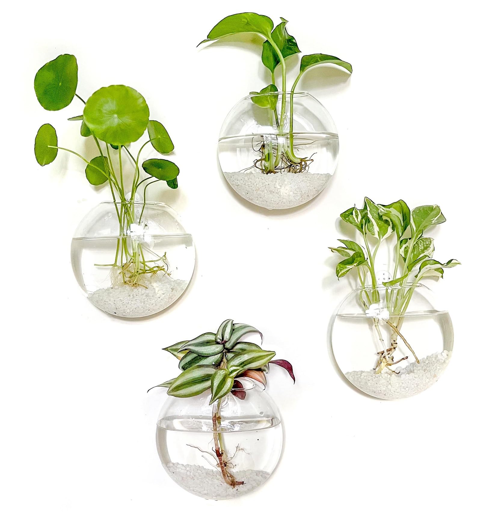 Pot & Pebble Fioriera In Vetro C9 Con Base In Metallo Dorato, Vaso Per Piante Idroponico, Con Drenaggio Integrato E Foro Per Il Controllo Dell'acqua, Per LECA E Orchidee