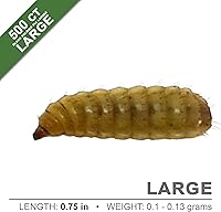 Vista 3 de Symton Larvas de mosca soldado negro de grado alimenticio grande (500 unidades)