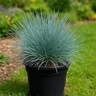Perennial Farm Festuca Glauca 'Cool As Ice' (Blue Fescue) – Live Grass i...