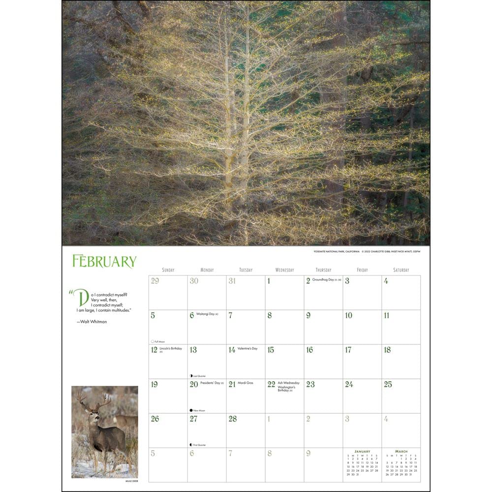 Amazon.com: Into the Woods Deluxe 2023 Calendar