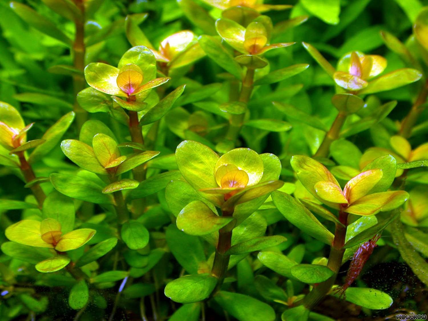 Maalavya Live Aquarium Aquatic Plant Ratola Indica Live Plant With Pot (8 to 10 Stems) (Pack Of 1) (B09N9Q2T98) Amazon Price History, Amazon Price Tracker