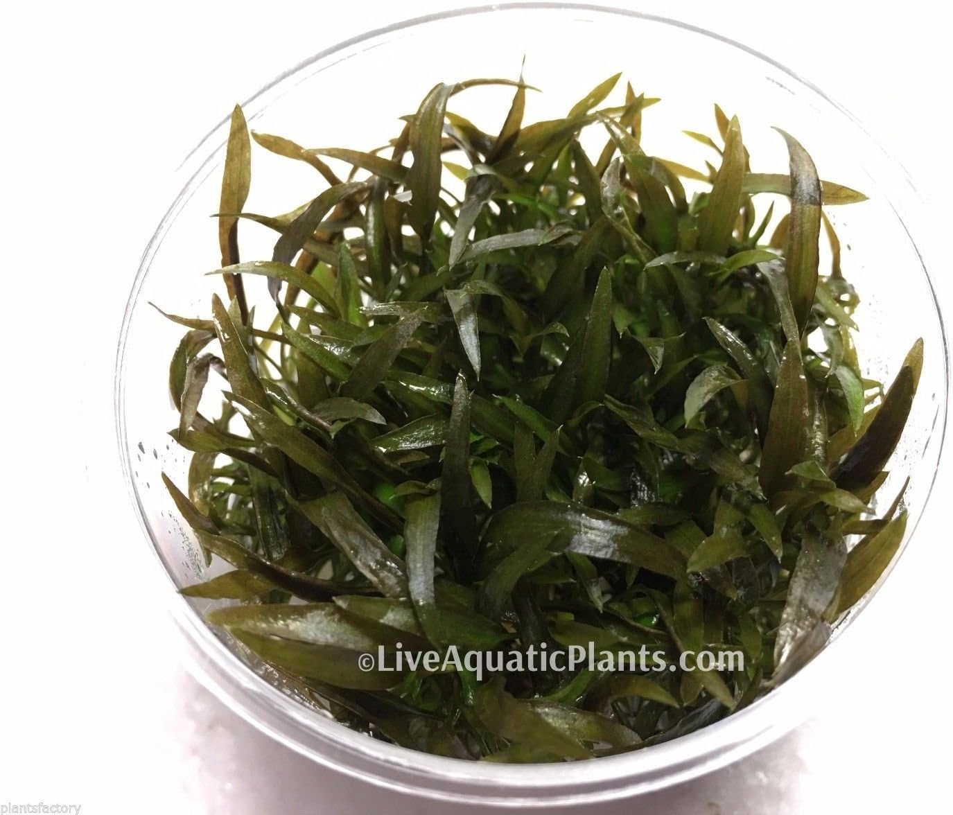 Cryptocoryne Mioya in Tissue Culture Live Aquarium Plants Crypt Tropica Brown