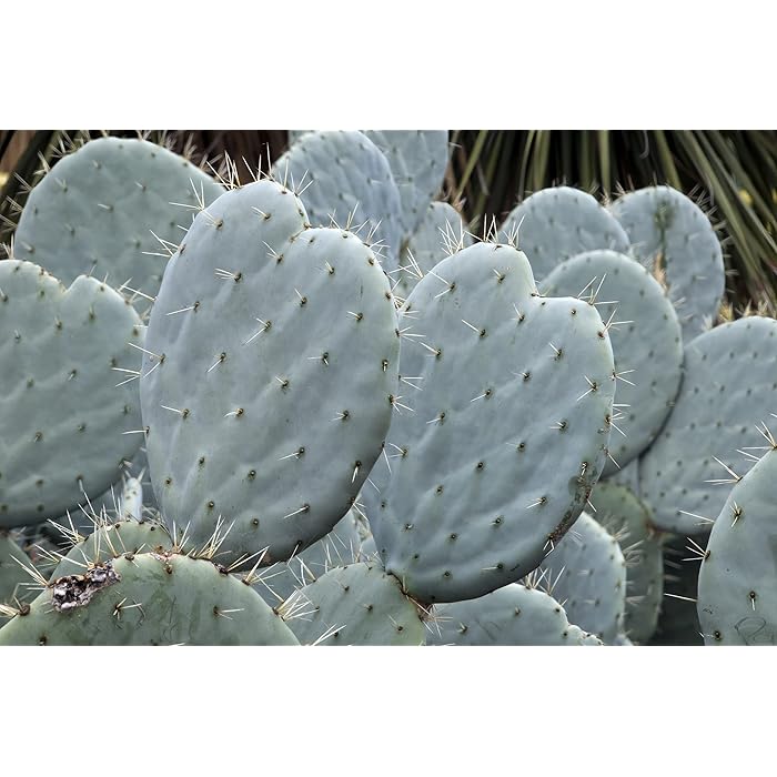 Buy Giant Prickly Pear Cactus Seeds 20+ Seeds Opuntia Robusta