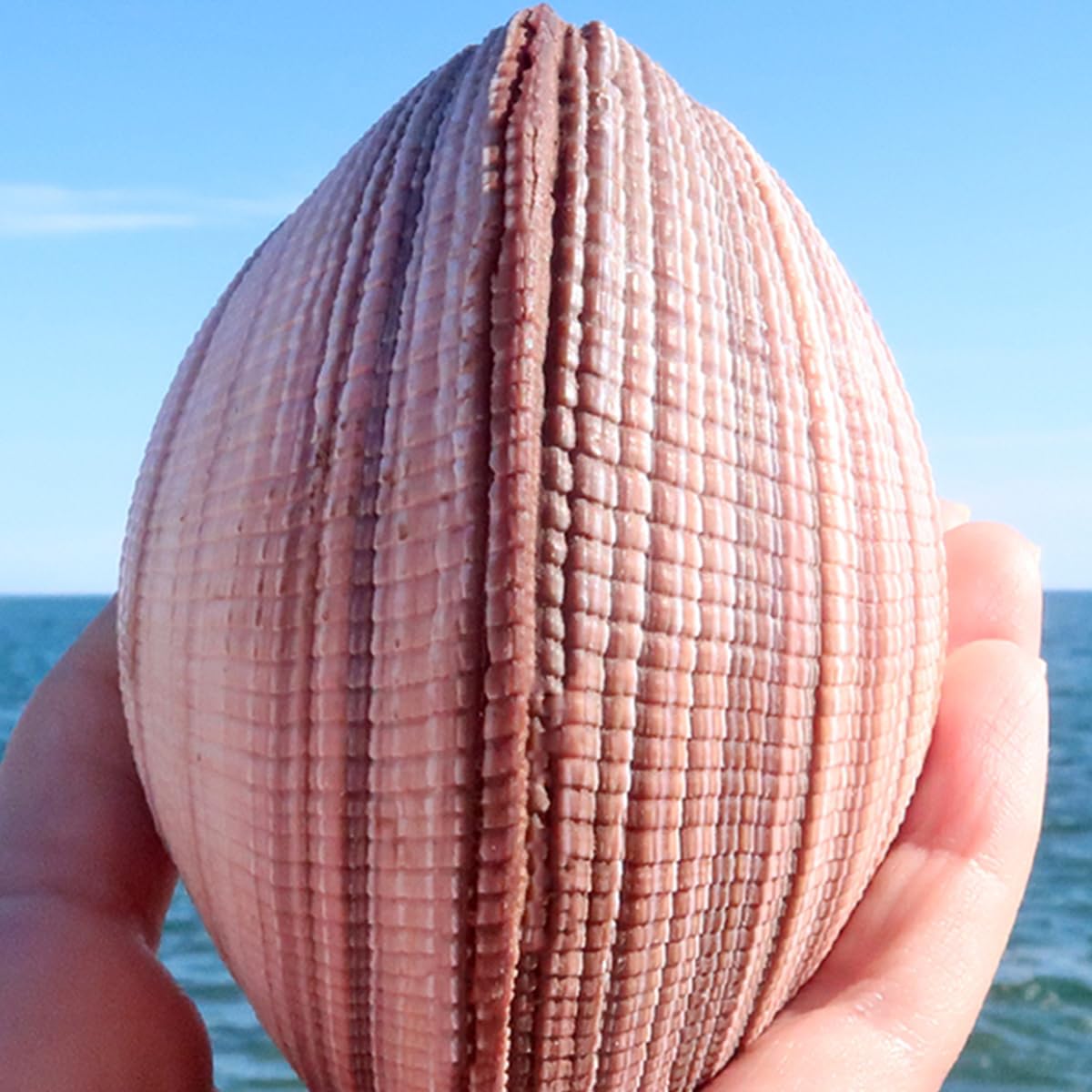 Grandi Conchiglie for Decorazione, Marine Naturali Rare da 8 a 10 cm for Decorazioni Nuziali, Feste a Tema Spiaggia, Acquario -Conchiglie Naturali