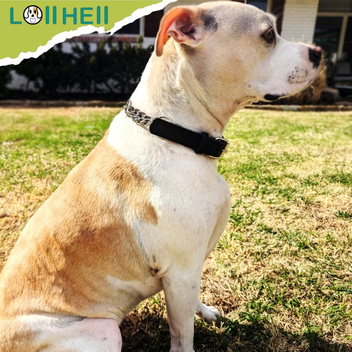 LOIIHEII Martingale Collar for Dogs No-Pull Adjustable Training Collar with Stainless Steel Chain - Genuine Leather Anti-Slip Design for Small,Medium,Large Breed Dogs - Black (M)