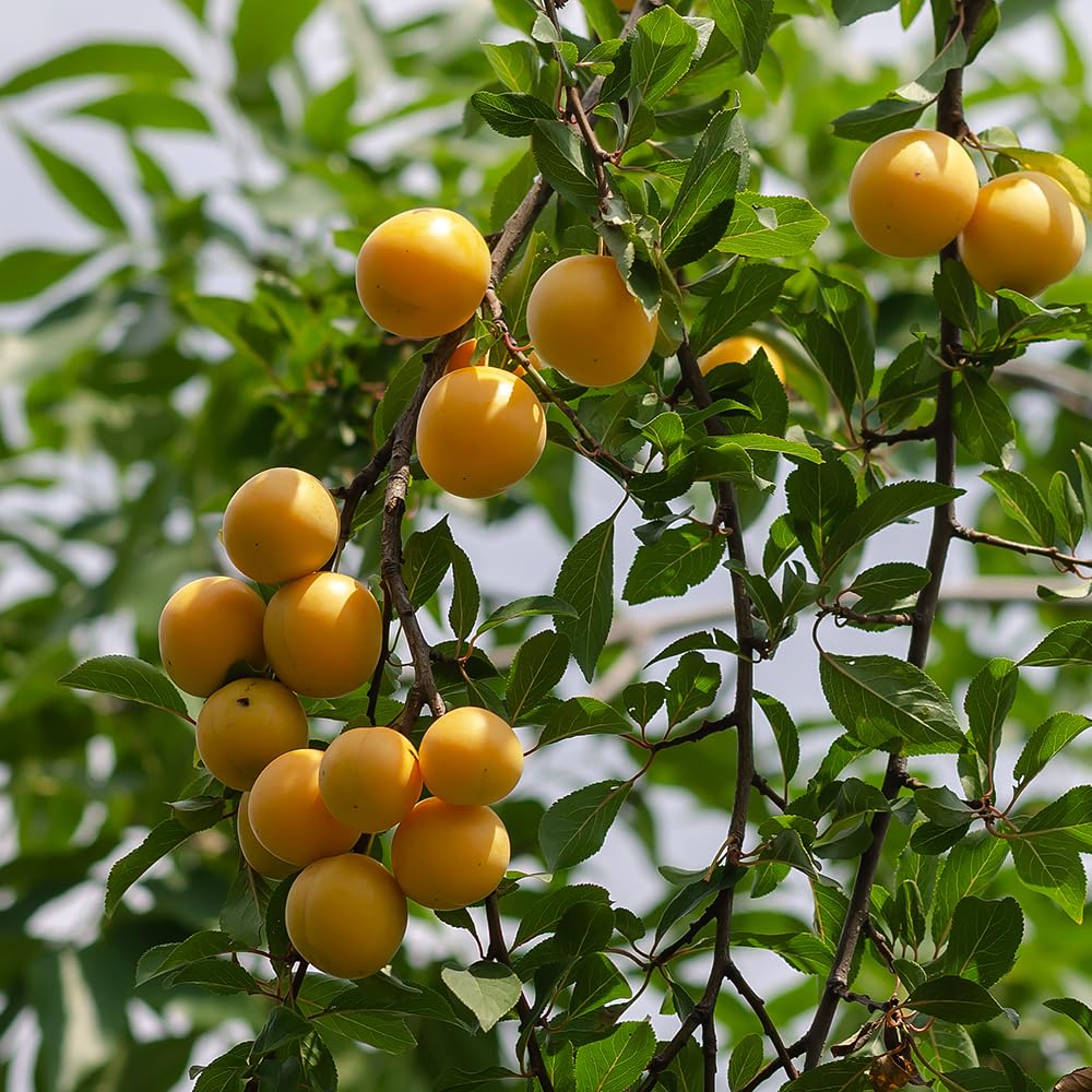 Amber Plum Tree