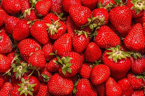 Plantas de fresa Malwina - Plantas de raíz desnuda para cultivar fresas - Listo para enviar - No se envía a California (15 plantas)