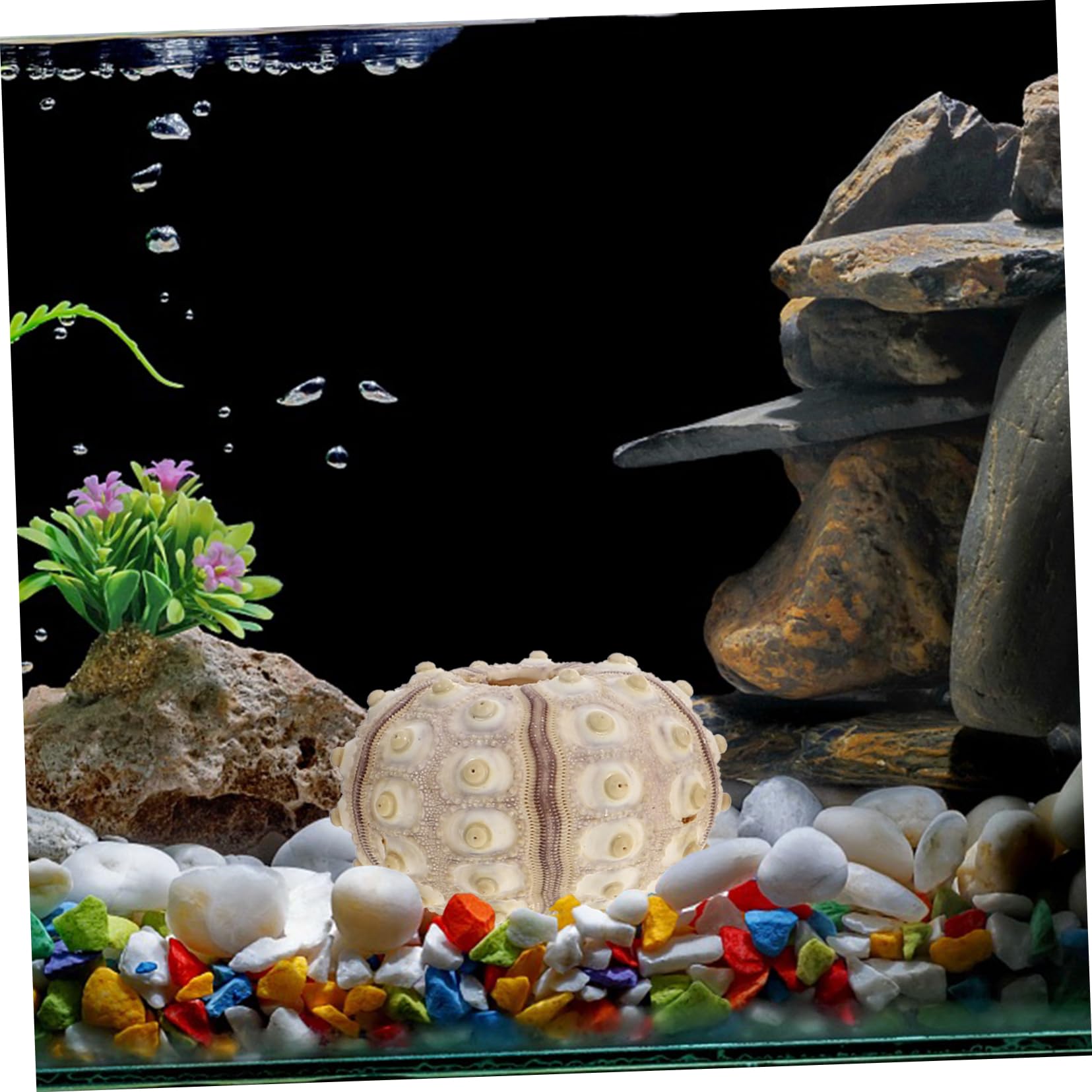 Angoily 10piezas Decorativos De Conchas Marinas para Decoración De Acuarios y Escritorios Accesorios De Artesanía De Erizo De Mar para Decorar Espacios Marinos y Hogares