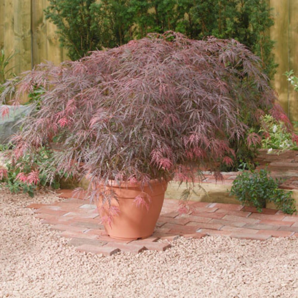 Acer palmatum 'Royal Garnet' - Elegant Japanese Maple with Wine Red Foliage, Available in 1X or 3X 9cm Pots by Thompson and Morgan