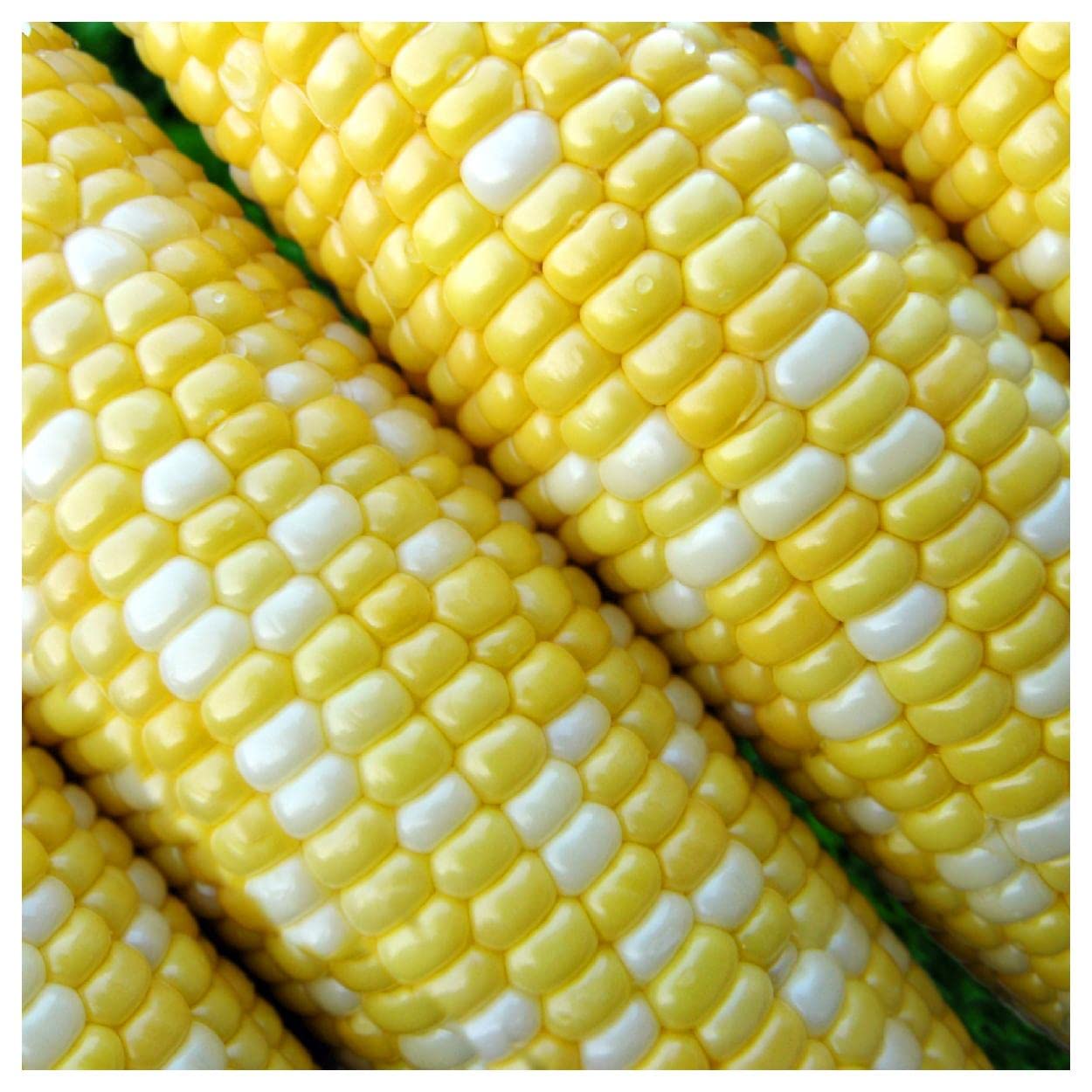 Everwilde Farms Peaches and Cream Corn