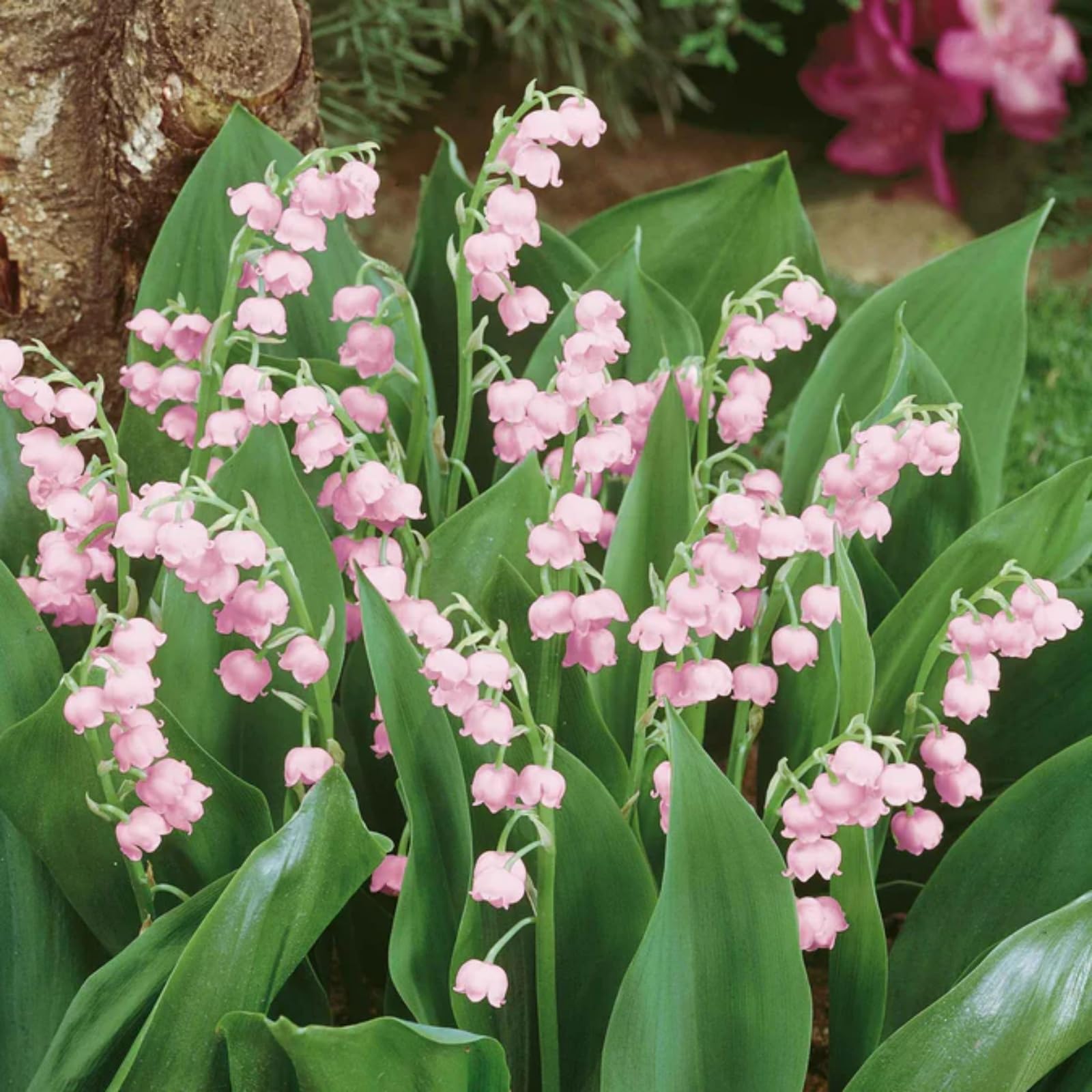 Lily of the Valley Bulbs UK,Potted-Plants-Rhizome,Lily of the Valley Plants for Garden,Excellent Display-12 Bulbs-J