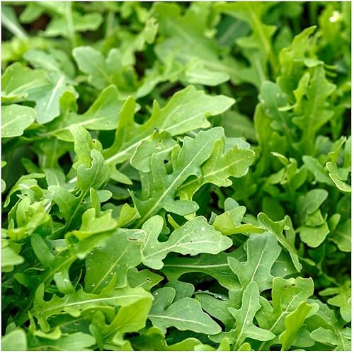 Miniatura 3 de Everwilde Farms - 200 semillas de hierbas de rúcula Roquette - Paquete de semillas jumbo Gold Vault