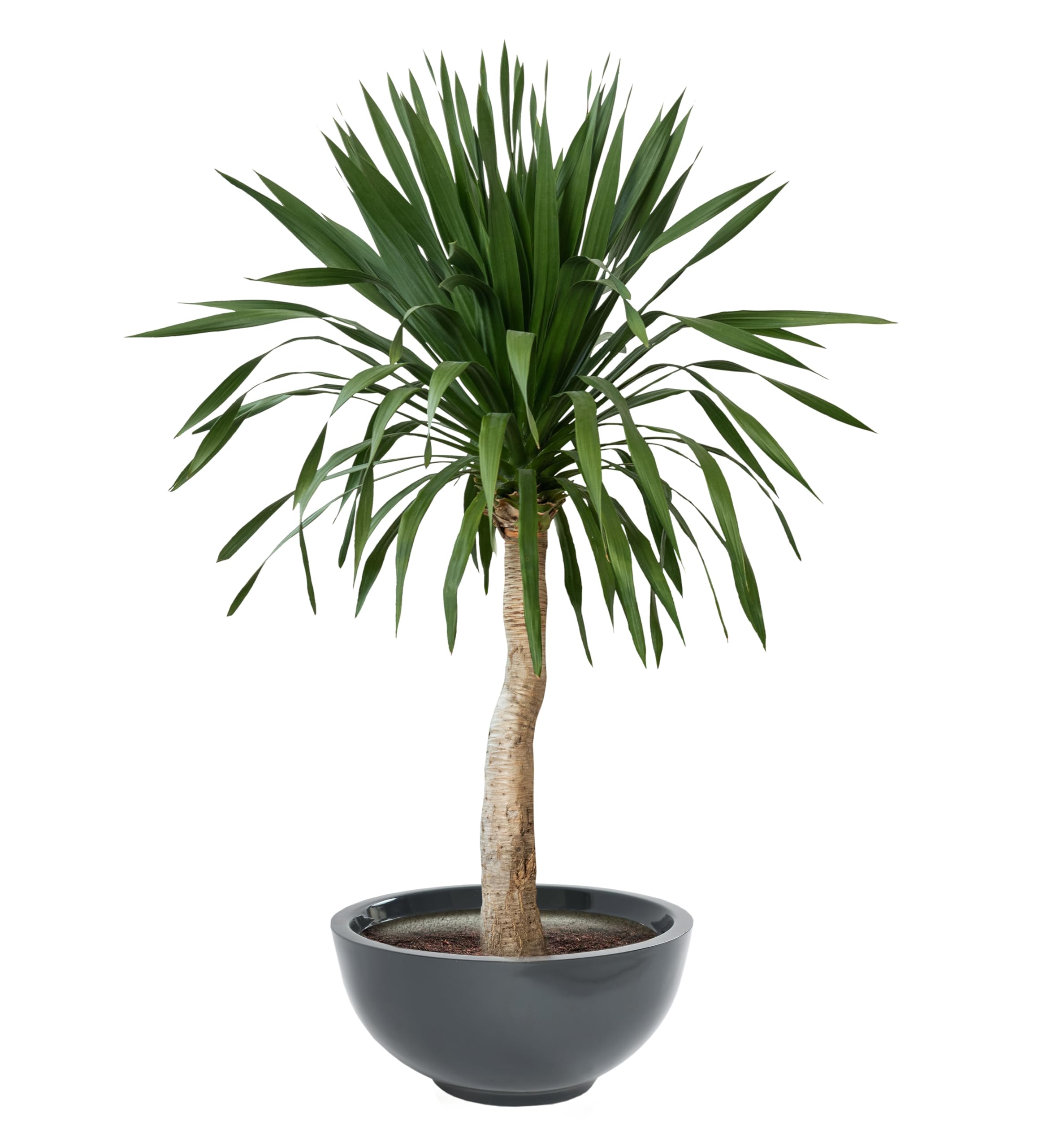 See full amazon price history chart for Global Trade & Utility Products Fibreglass FRP Big Size Planter Tall Gamla for Living Room Indoor Outdoor Balcony and Gardening, Size:- H:8 Inch, W:18 Inch, L:18 Inch, Pack of: 1 Planter (Grey) Global Trade & Utility Products Fibreglass FRP Big Size Planter Tall Gamla for Living Room Indoor Outdoor Balcony and Gardening, Size:- H:8 Inch, W:18 Inch, L:18 Inch, Pack of: 1 Planter (Grey) (B0CP81DFQG) Amazon Price History, Amazon Price Tracker