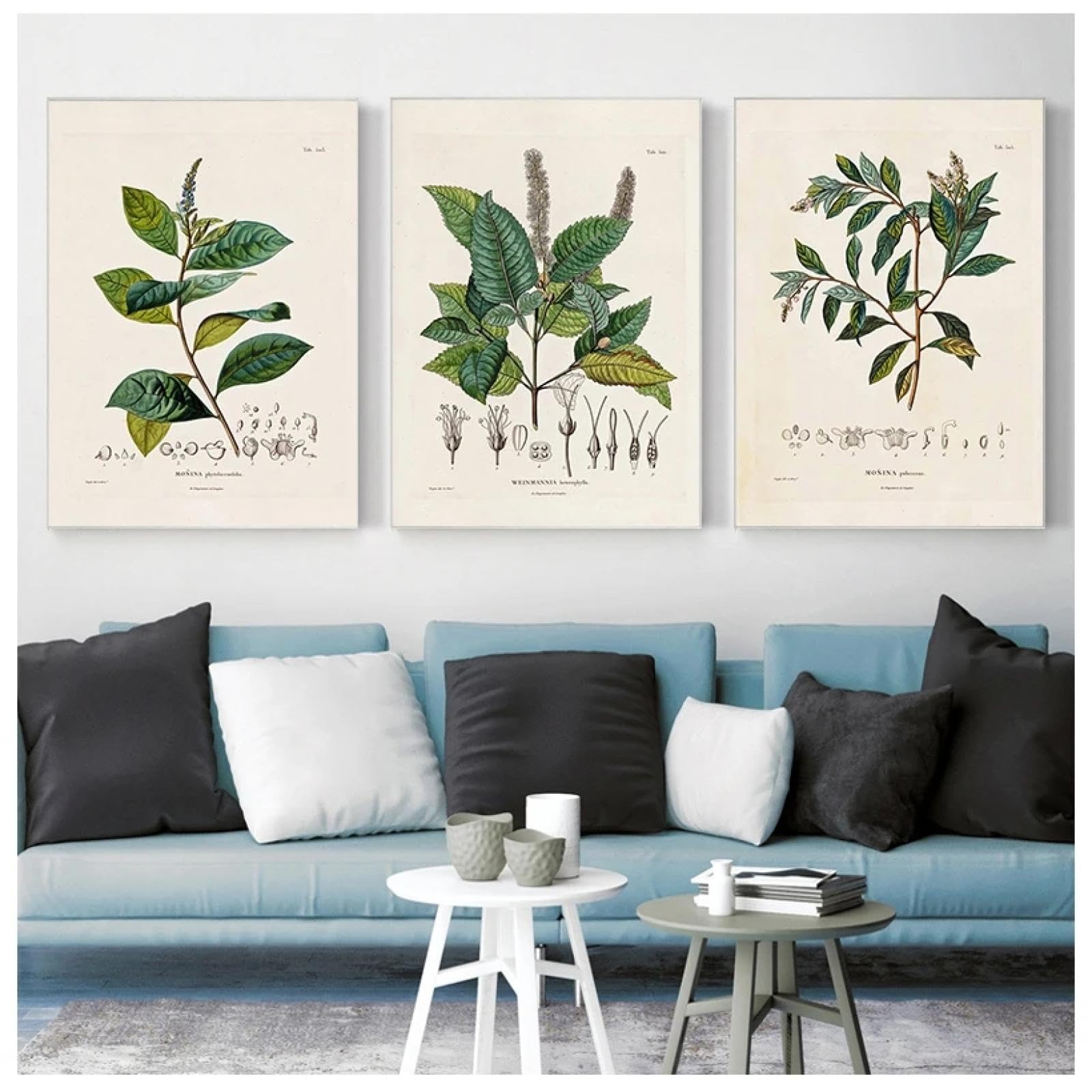 BPJSTU Études botaniques Affiches et impressions vintage Illustrations de plantes françaises antiques Peinture sur toile Botanique Décoration murale 19,6" x 27,5" (50x70cm) x3 Sans cadre