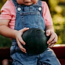 Sugar Baby Watermelon - 25 Heirloom Watermelon Seeds, Thresh Seed Co.