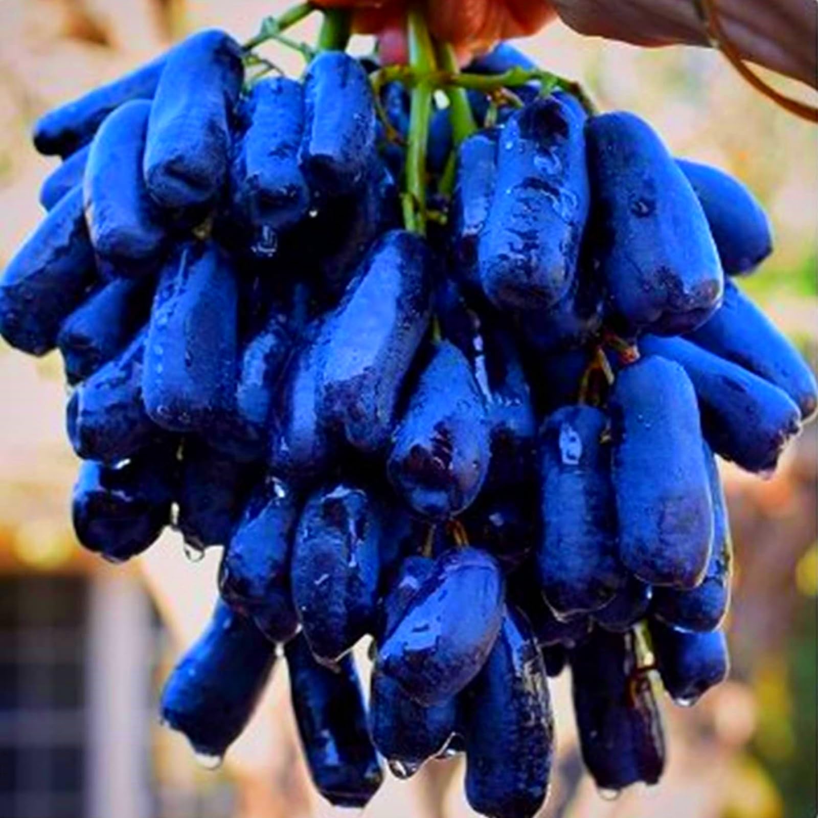 Grape Roots for Planting Now UK/Strong Plants That Grow Fast/Golden Jade Carving Feels Wonderful-1 Bulb-D