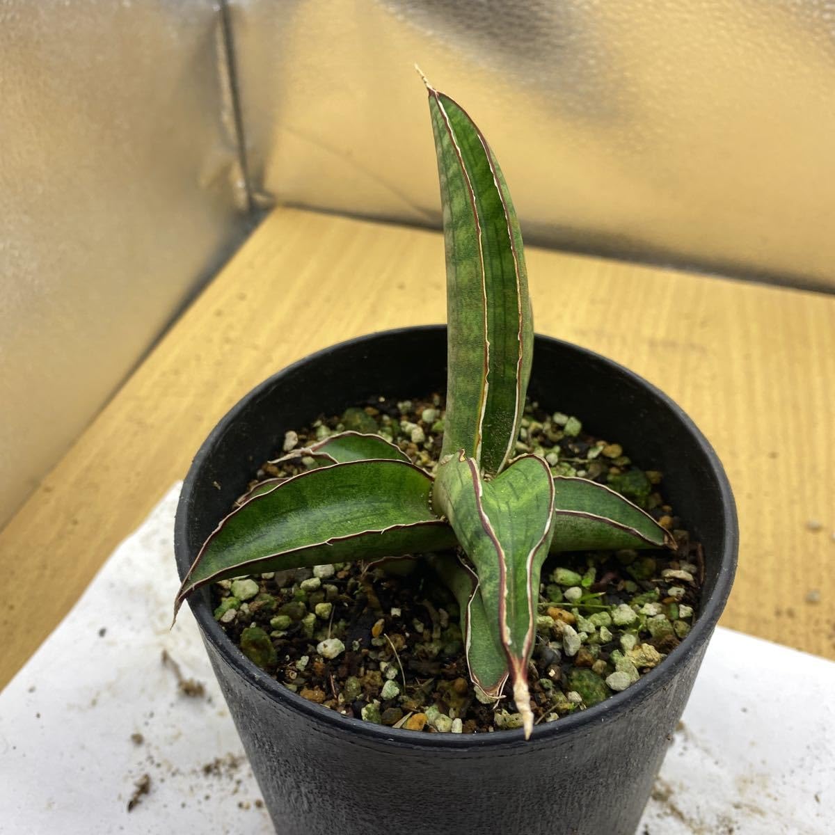 Amazon.co.jp: サンスベリア プフィステリー 多肉植物