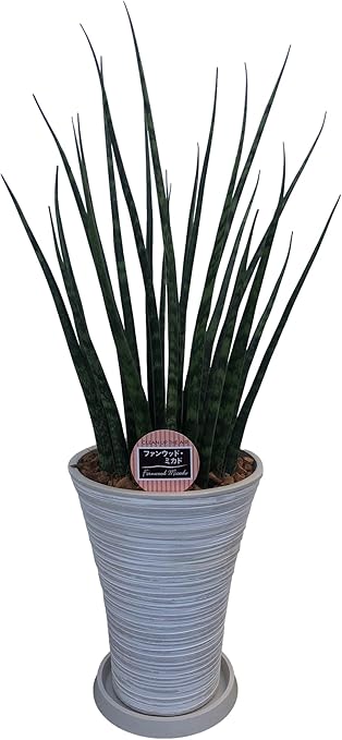 Amazon マイナスイオン効果があるといわれている観葉植物 空気清浄樹 サンスベリア希少品種 ファンウッド ミカド 7号白鉢 1個 サンセベリア ファーンウッド 健康 幸せへの願い 空気清浄樹 マイナスイオン 虎の尾 新婚祝い 結婚記念日 誕生日 敬老の日 母の日 父の日
