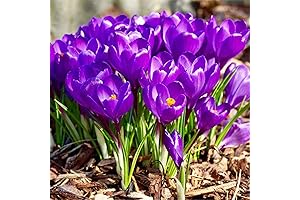 UtopiaSeeds Purple Crocus Corms: Embrace the Enchanting Hues of Spring