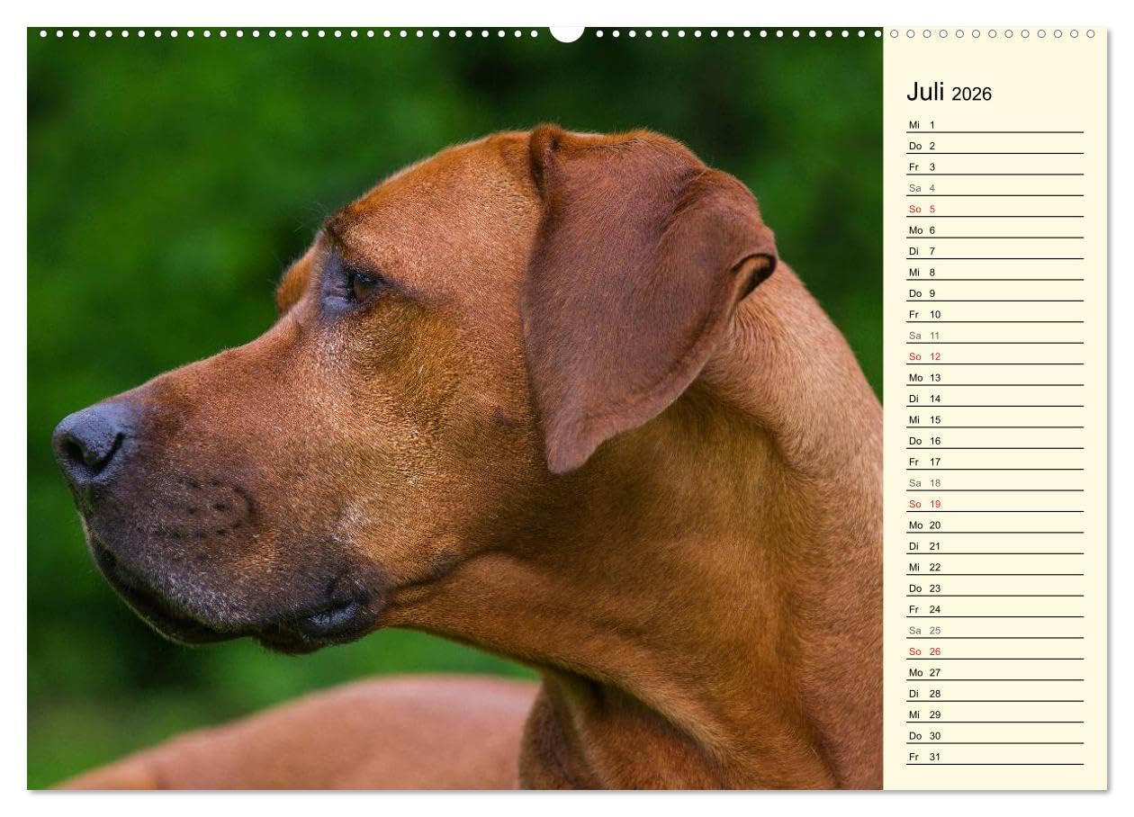 Rhodesian Ridgeback 2026 (hochwertiger Premium Wandkalender 2026 DIN A2 quer), Kunstdruck in Hochglanz: Eine der beliebtesten Hunderassen, der ... auf 13 faszinierenden Fotos (CALVENDO Tiere)