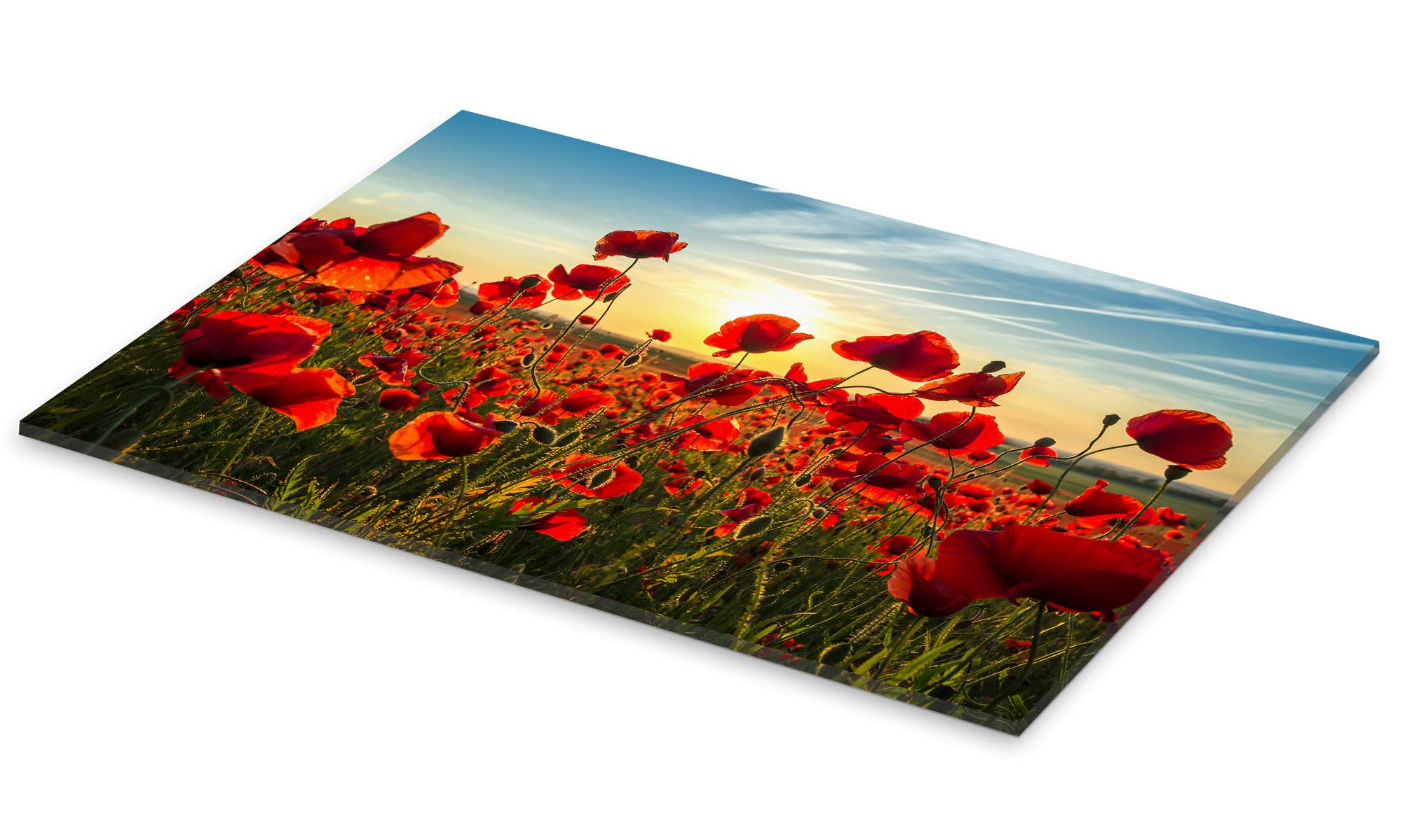 Posterlounge Mohn am Abend Acrylglasbild | 90 x 60 cm von Steffen Gierok Rot Wandbilder Wanddeko
