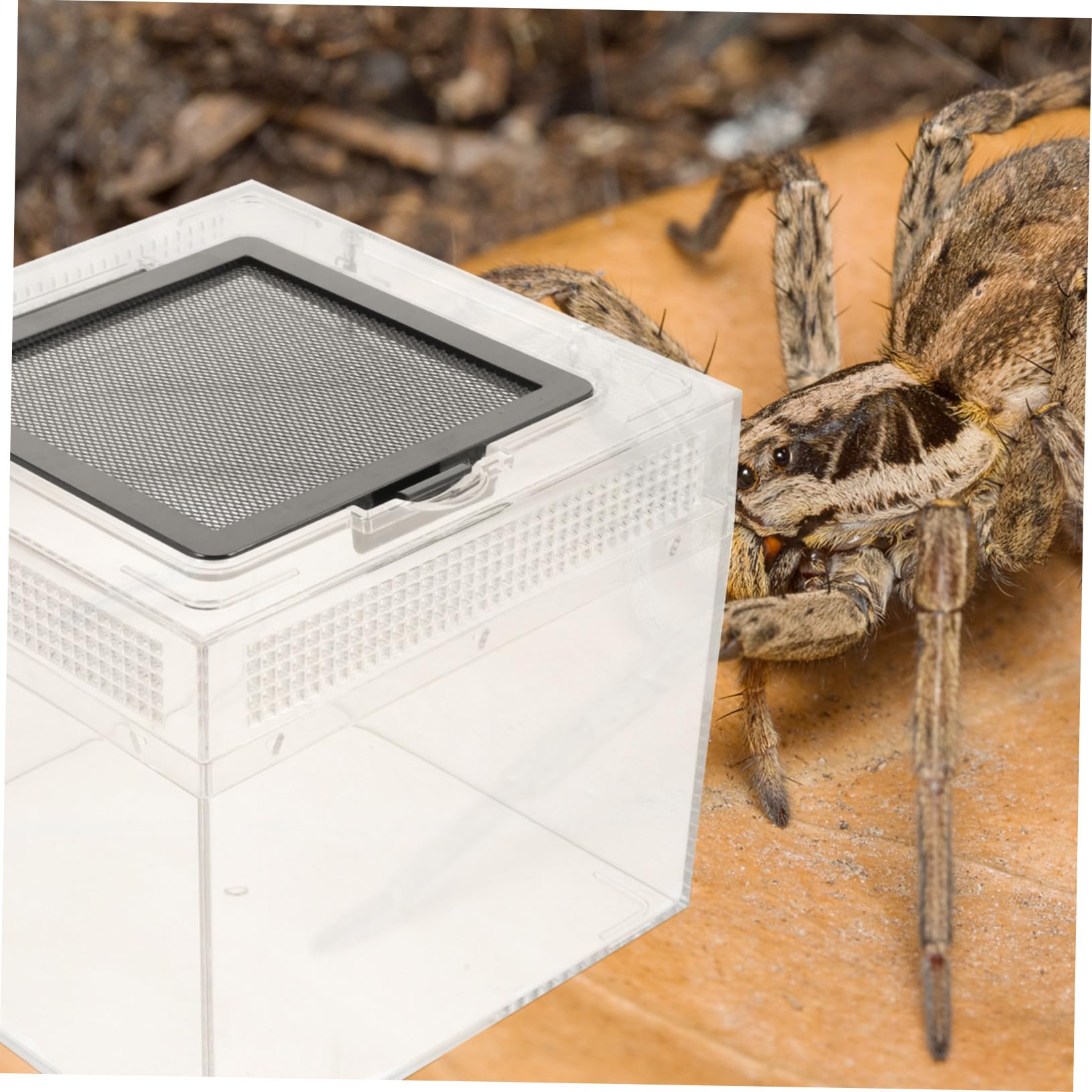 Toyvian Scatola per Rettili Trasparente con Chiusura Magnetica Scorrevole Recinto Pratico per Lucertole Tartarughe Ragni e Piccoli Animali Esotici Resistente e Facile da Pulire