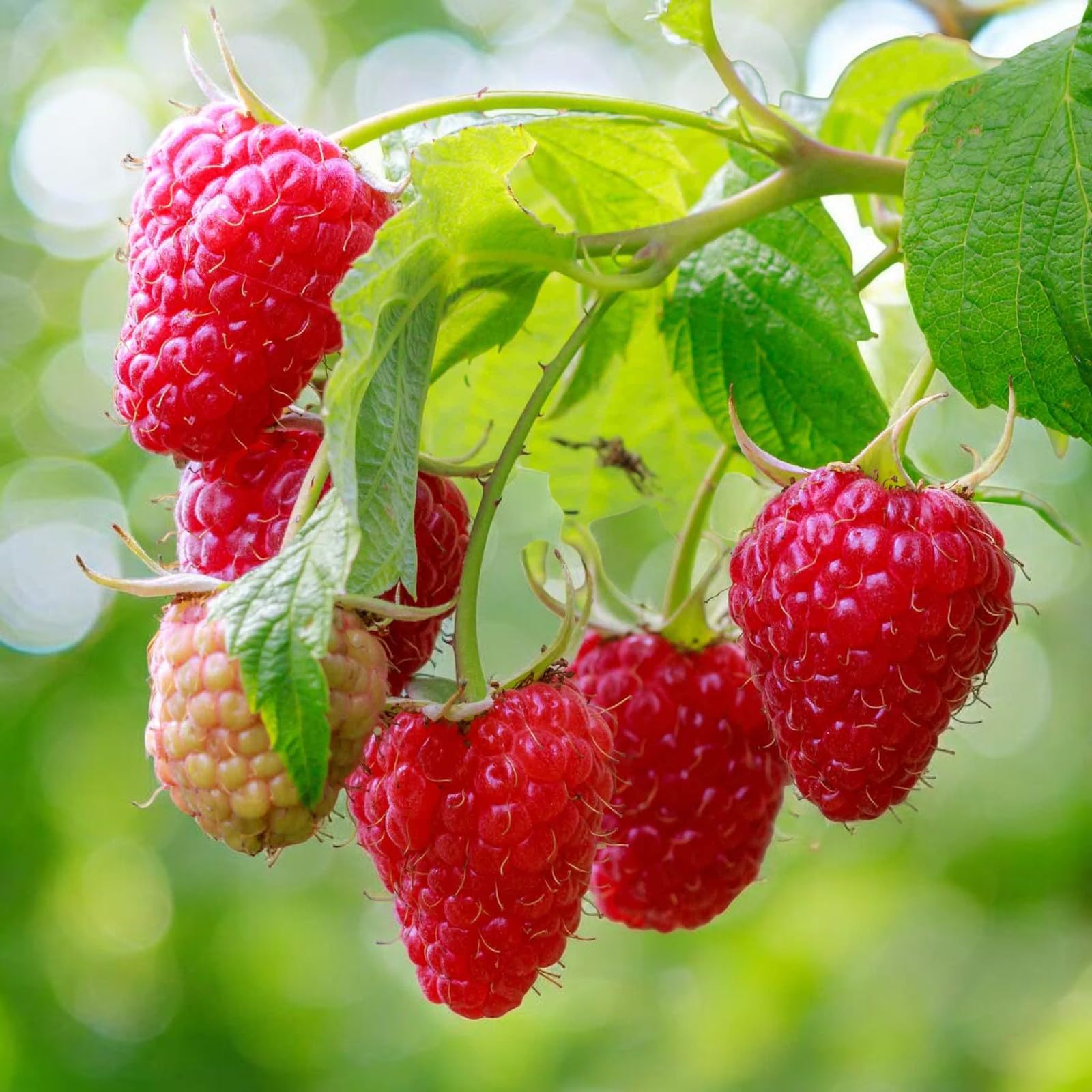 Carbeth Plants Raspberry Fruit Plant in 9cm Pot - Choose Your Variety - Easy Grow Fruit Bush for Gardens & Allotments (Glen Dee, 3)