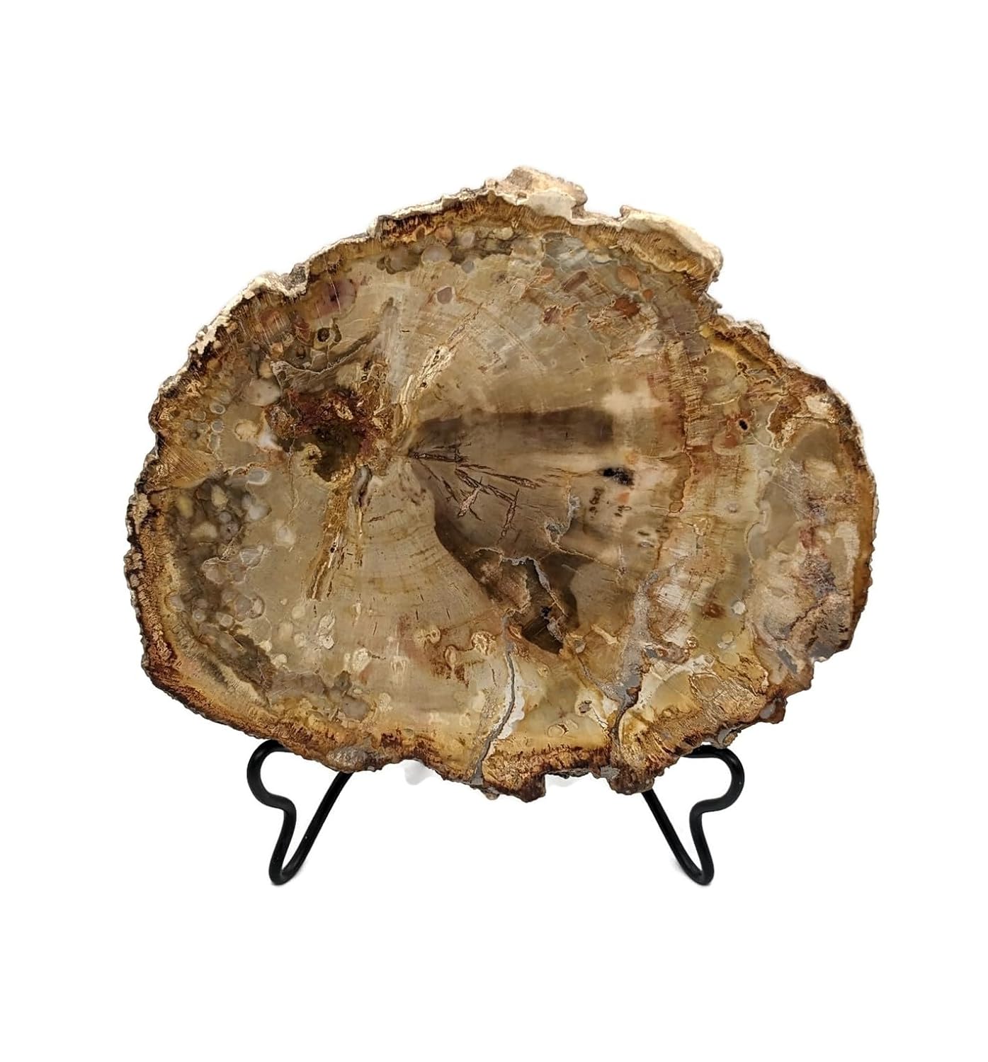 Petrified Wood Slab with Stand - 4.5 to 5 inch - Natural Petrified Wood Polished on Both Sides