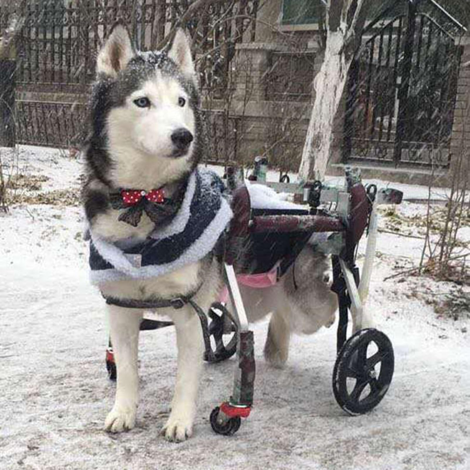 Fauteuil Roulant pour Chien Handicapé, Offrez-lui une Seconde Chance de Courir et Revivre