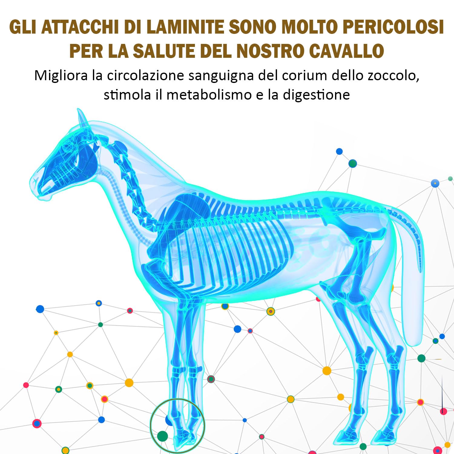 V-POINT REHE Plus per la prevenzione degli attacchi di laminite acuta favorisce la circolazione sanguigna nel corium dello zoccolo - con polvere di rosa canina cardo mariano spirulina (450g)