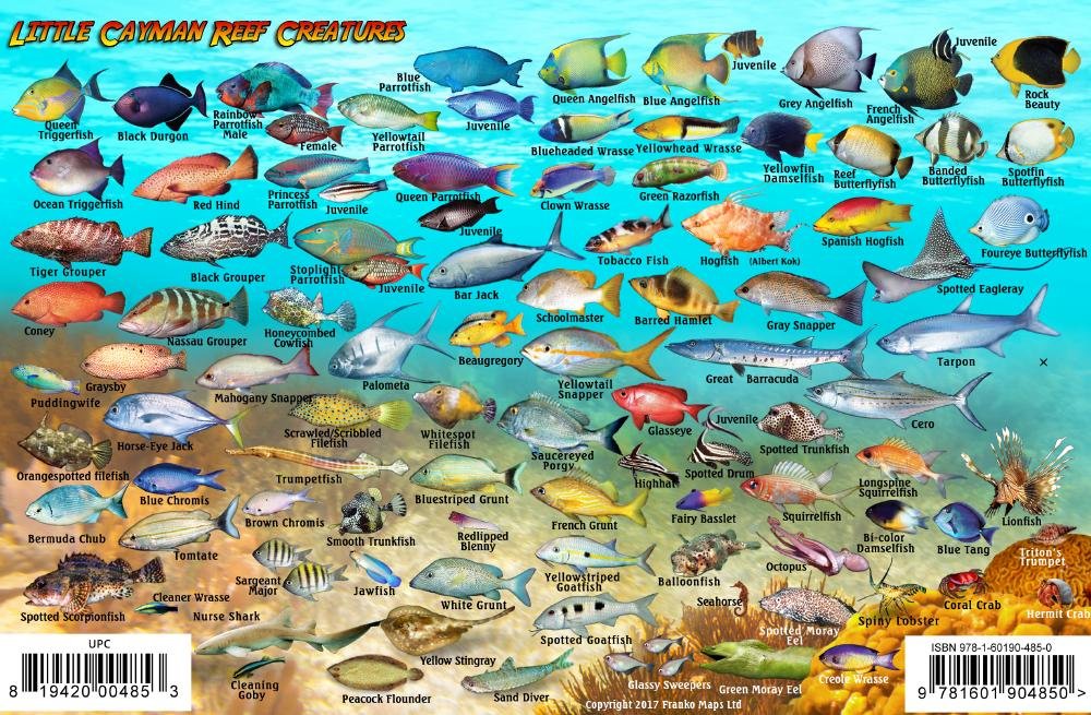 Little Cayman Island Dive Map & Reef Creatures Guide Laminated Fish Card