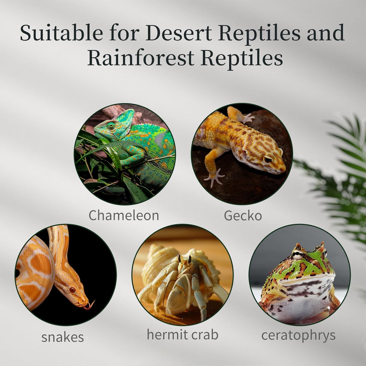 Reptile Glass Tank 18"*14"*14" Terrarium Habitat with Double Front Opening Door and Top Screen Ventilation for Bearded Dragon,Lizard,Leopard Gecko,Snake,Hermit Crab,Turtle