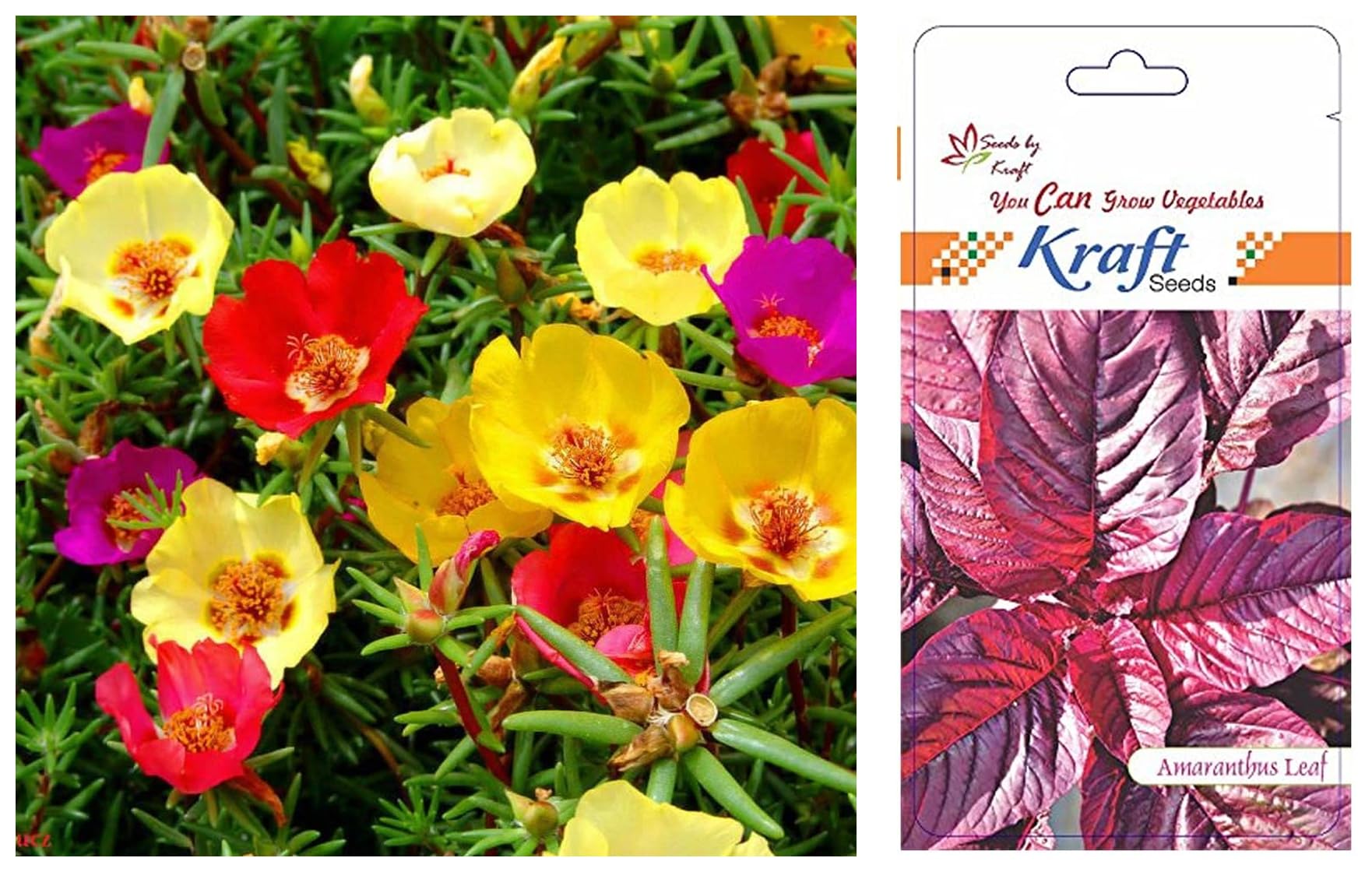 Kraft Seeds Cholai/Amaranthus Red Seeds (1 Packet, 500 Seeds) & Kraft Seeds Portulaca Mix Flower Seeds (1 Packet, 200 Seeds) (B0CCV2JZ27) Amazon Price History, Amazon Price Tracker