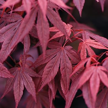 Acer Atropurpureum 23cm Pot x1 Purple Japanese Maple by T&M